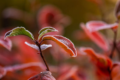 Beautiful red aronia leaves with a frosty edge. morning scenery in the garden. 