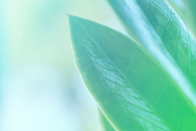 Close-up of green leaves