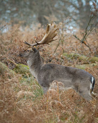 Deer in a field