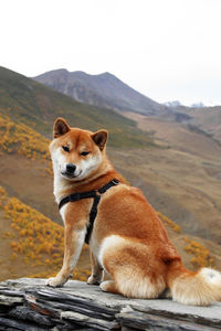 Dog of breed akita inu is sitting on a stone on a background of autumn mountains landscape. 