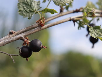 Close-up of berries growing on tree