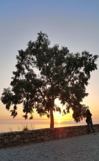 Silhouette tree by beach against sky during sunset