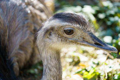 Close-up of bird