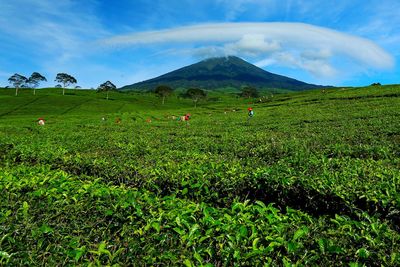 Scenic view of grassy field against sky