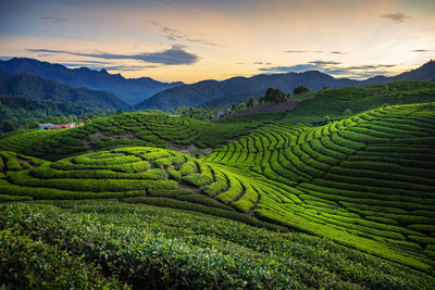 Scenic view of agricultural field against sky