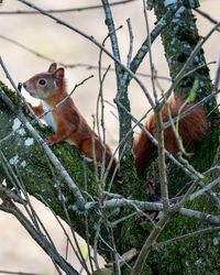 Close-up of bird perching on branch