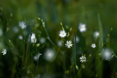 Close-up of white flowering plants on field