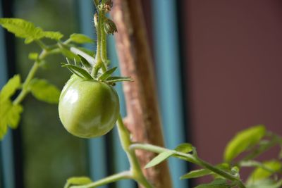 Close-up of fruit growing on plant