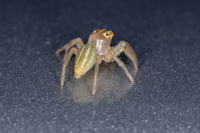 Close-up of spider on web