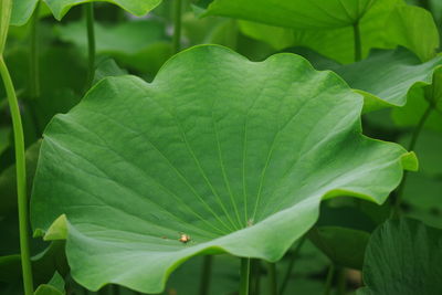 Close-up of green leaves on plant