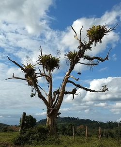 Low angle view of tree on field against sky