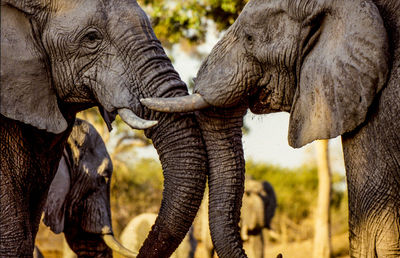 Close-up of elephants at waterhole in botswana / south africa