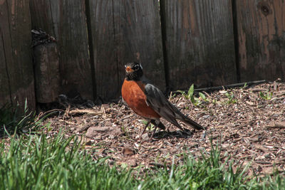 Bird perching on wood