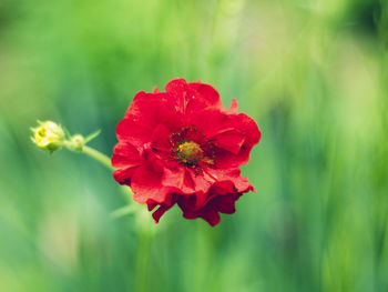 Close-up of red hibiscus blooming outdoors