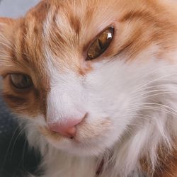 Close-up portrait of a cat