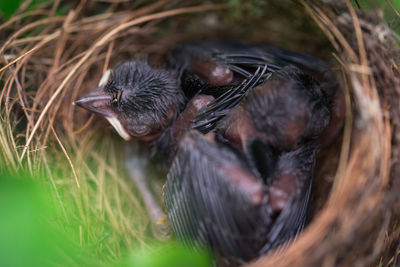 Close-up of birds in nest