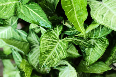 Close-up of fresh green leaves