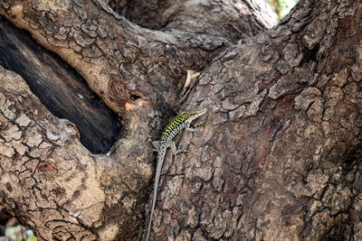 Close-up of insect on tree trunk