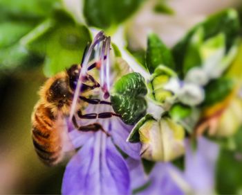 Close-up of bee on purple flower