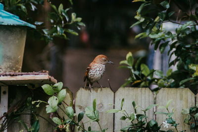 Bird perching on a plant