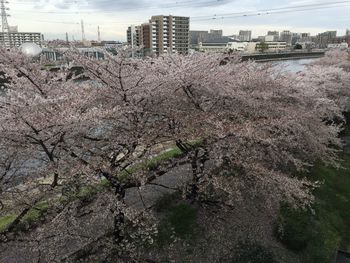 View of flowers in city