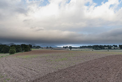 Scenic view of agricultural field against sky