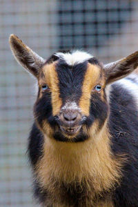 Close-up of baby goat