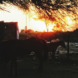 View of horse in field at sunset