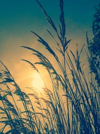 Low angle view of plants against sunset sky