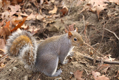 Close-up of squirrel