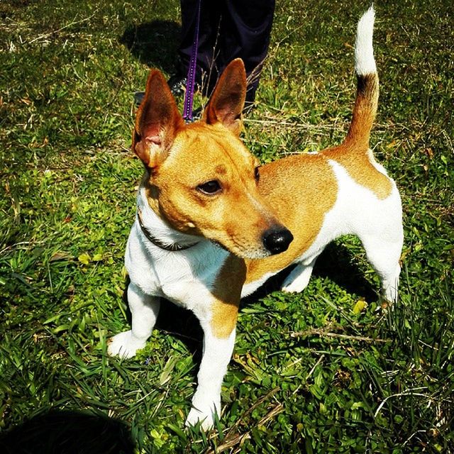 dog, domestic animals, animal themes, pets, mammal, grass, one animal, field, high angle view, grassy, pet collar, standing, puppy, low section, brown, canine, day, outdoors, loyalty, young animal