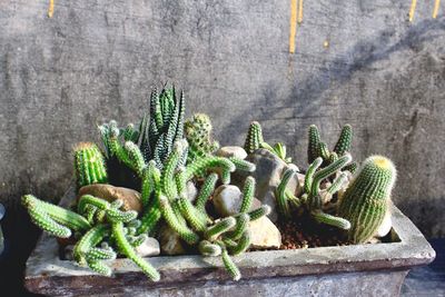 Close-up of fresh cactus plant