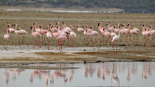 A flurry of flamingos at lake magadi, the great rift valley, kenya