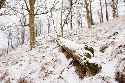 Snow covered trees in forest