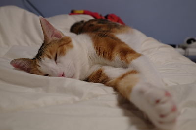 Close-up of cat sleeping on bed