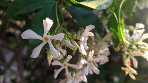 Close-up of white flowering plant