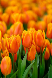 Close-up of orange tulips