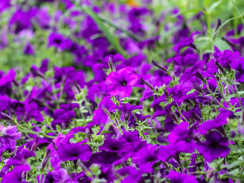 Purple petunias blooming on field