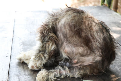 Close-up of dog sleeping