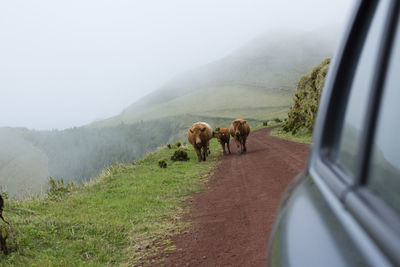 Cows walking on road by mountain against sky