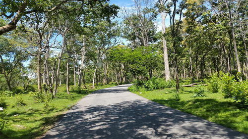 Narrow pathway along trees