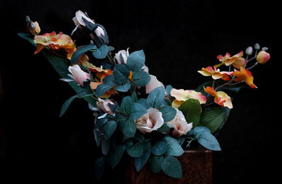 Close-up of flowering plant against black background