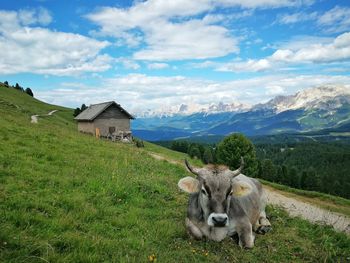 View of a sheep on field