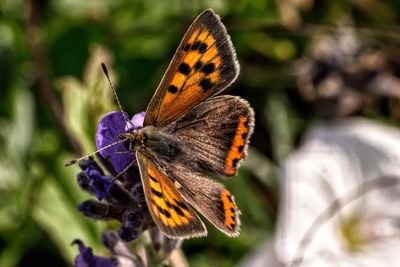Close-up of butterfly pollinating on flower