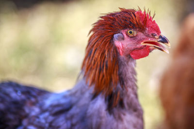 Close-up of chicken outdoors