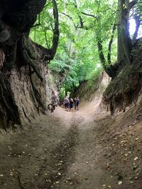 Rear view of people walking on road along trees