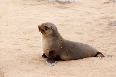 High angle view of sea lion on sand