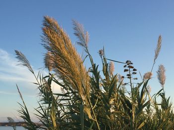 Low angle view of stalks in field against clear blue sky