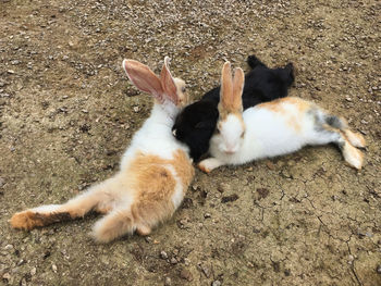 High angle view of a cat lying on land