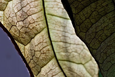 Close-up of leaf on tree